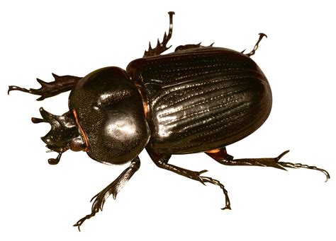 Beetle Bug PNG Image - PurePNG | Free transparent CC0 PNG Image Library