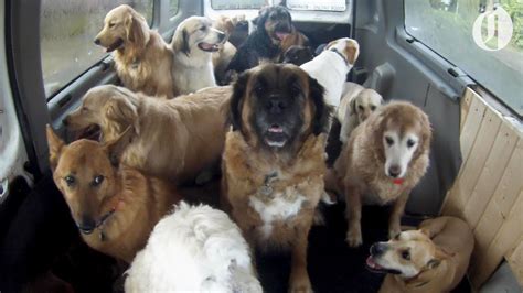 Doggie School Bus Picks Up Pups For School Youtube