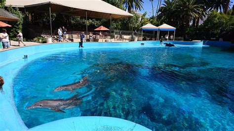 Θλίψη για την Δούκισσα Πέθανε ένα από τα πρώτα δελφίνια στο ξενοδοχείο Mirage του Λας Βέγκας