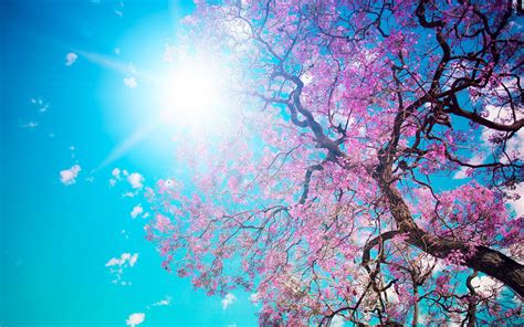 ❤ get the best sakura background on wallpaperset. Cherry Blossom- tree wallpaper | 2560x1600 | 80335 ...