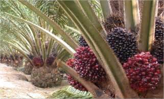 Di belakang indonesia, ada malaysia dan thailand sebagai produsen terbesar minyak kelapa sawit. PHK Industri Sawit di Depan Mata - Akuratnews ...