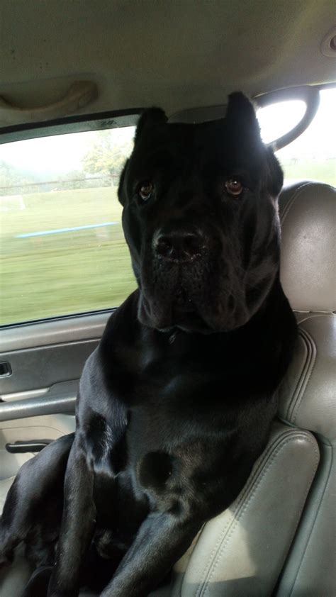 Bruce Wayne Is A Big Snuggly Cane Corso Artofit