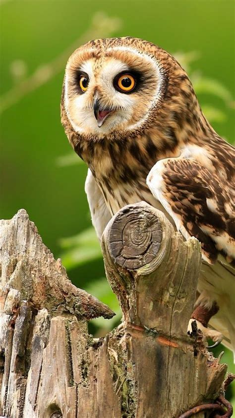 The Cutest Owls To Ever Owl 9 Owl Beautiful Birds Owl Pictures