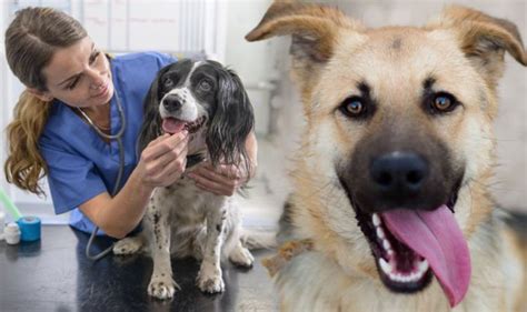 What does pet insurance cover? Will pet insurance cover teeth cleaning? What do insurers ...