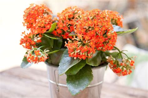How To Grow Both Flowering And Non Flowering Kalanchoe Plants