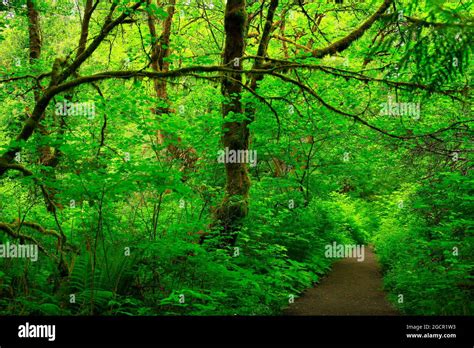 A Exterior Picture Of An Pacific Northwest Rainforest Trail Stock Photo