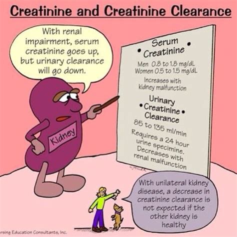 A Cartoon Character Pointing To A Sign That Says Creatine And Creatine Clearance