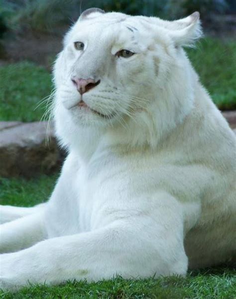 Majestic White Tiger So Beautiful Wild Cats Albino Animals Cats