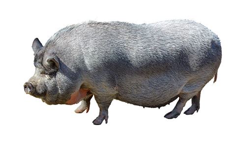 Pot Bellied Pig Stock Photos Pictures And Royalty Free Images Istock