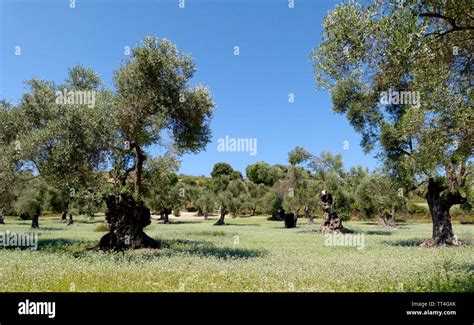 Olive Grove In Crete Stock Photo Alamy
