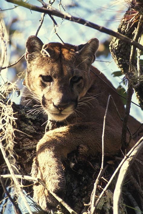 Puma Concolor Wikipédia A Enciclopédia Livre Onça Parda Animais
