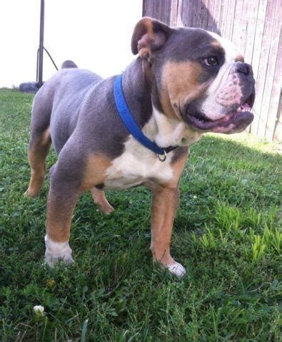 I searched a long time to find this superior show quality akc blue tri merle triple carrier. Olde English Bulldogge blue tri male for Sale in Lapel ...