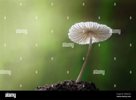 Close Up Of White Mushroom Growing Outdoors Stock Photo Alamy