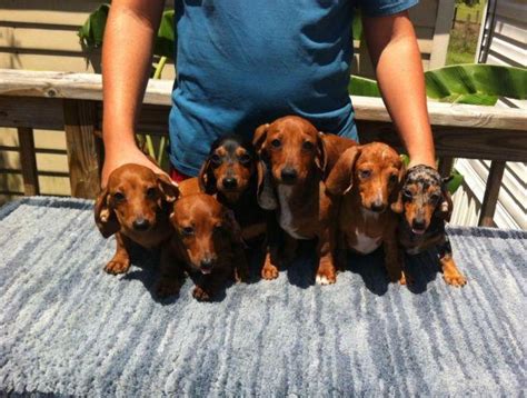 25 Miniature Dachshund Breeders Florida Image Bleumoonproductions