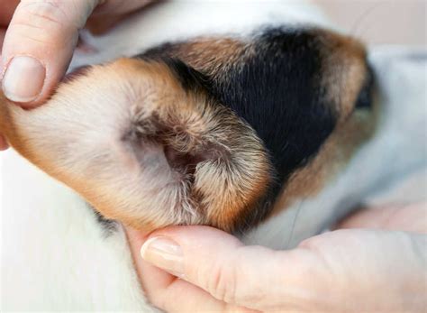 How To Clean Your Puppys Ears The Happy Puppy Site