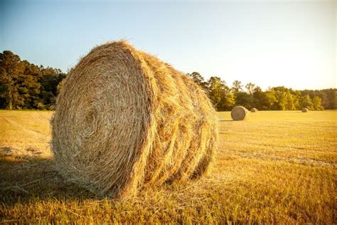Stacks Of Straw In The Farm Field Stock Photo Image Of Hayrick
