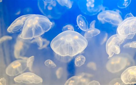 Jellyfish Full Hd Wallpaper And Background Image 2560x1600 Id368620