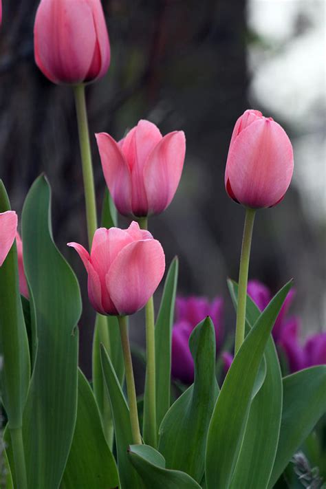Tulips Photograph By Martin Morehead