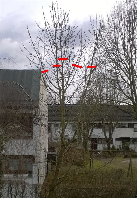 Who doesn't love fruit salad, plus it's already in a cup so it's easy to grab. Schnitt eines Kirschbaums (Garten, Baumschnitt)