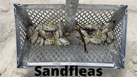 How To Catch Sand Fleas Howtofg