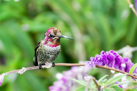 Purple Flowers Hummingbirds Like Attract Hummingbirds When Choosing