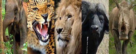 Top 113 Five Animals Found In Africa