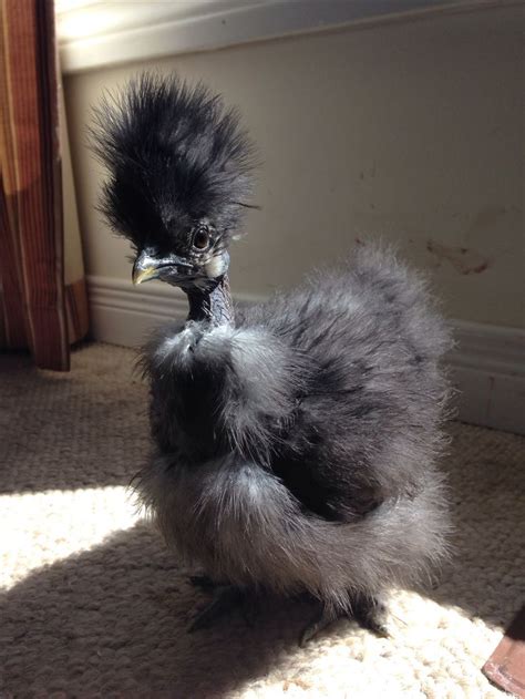 Pin By Sylvia Dooley On Poules Animals Beautiful Silkie Chickens