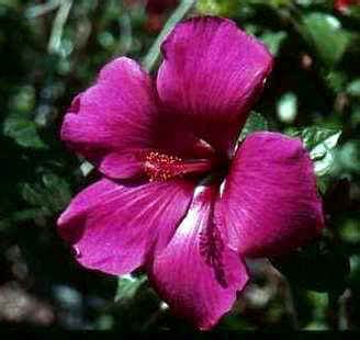 Mar 31, 2010 · barry recommends not cutting plants back until new green growth appears. BLUE Gray Silver and purple hibiscus flowers