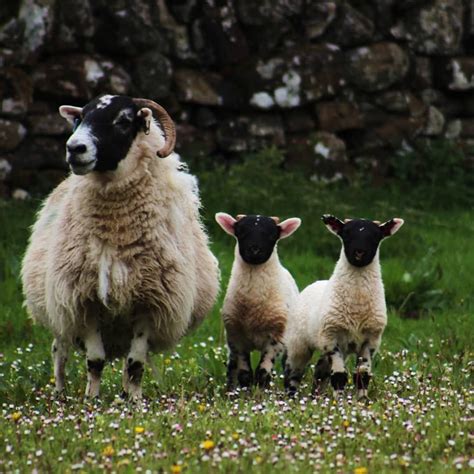 Scottish Blackface Black Faced Sheep Animals Sheep