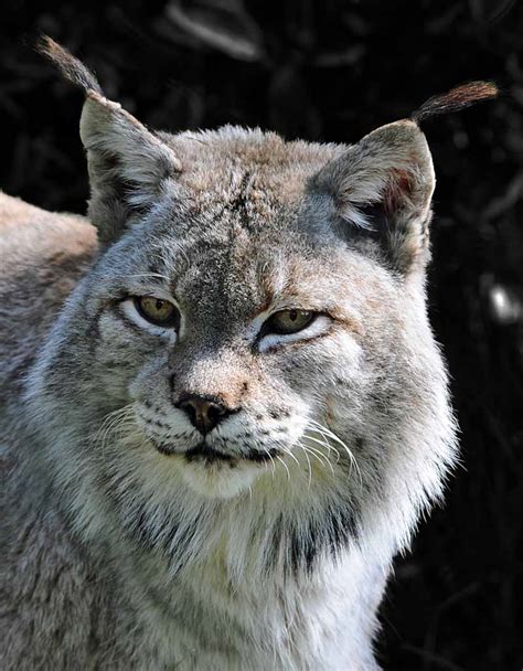 Abes Animals All Recognized Subspecies Of The Eurasian Lynx