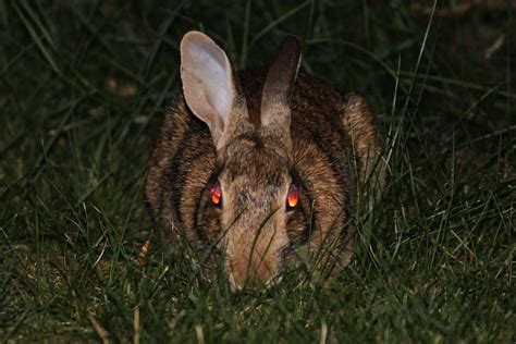 Rabbit Bunny Evil · Free Photo On Pixabay