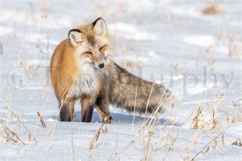 Red Fox Hunting Tom Murphy Photography
