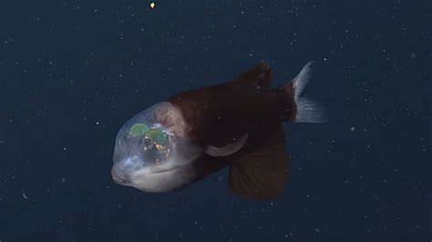 A Rare Fish With A Transparent Head Was Photographed In Twilight Of