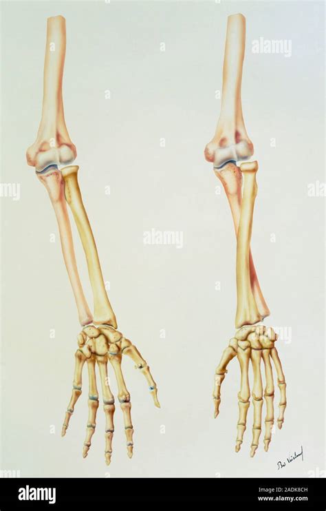 Arm Skeleton Illustration Of The Bones Of The Arm Showing Their