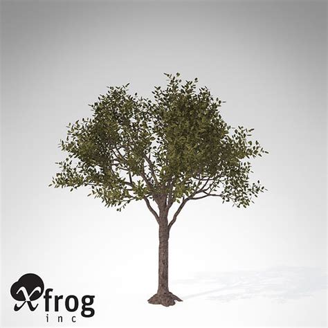 Xfrogplants Rubber Tree 3d Model Cgtrader
