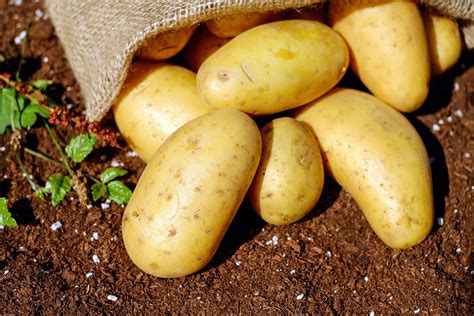 Pommes de terre Alouette Légumes Eghezée Fernelmont