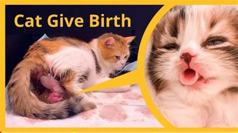 Cat Giving Birth To 5 Kittens With 5 Different Colors Kittens Born Youtube