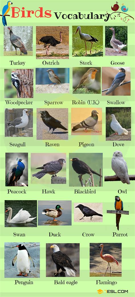 Bird Names List Of Birds With Useful Birds Images 7 E S L Birds Name