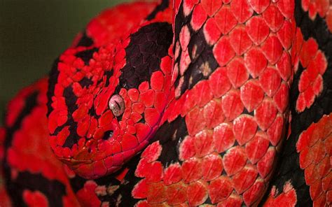 Red Snakes Wallpapers Wallpaper Cave