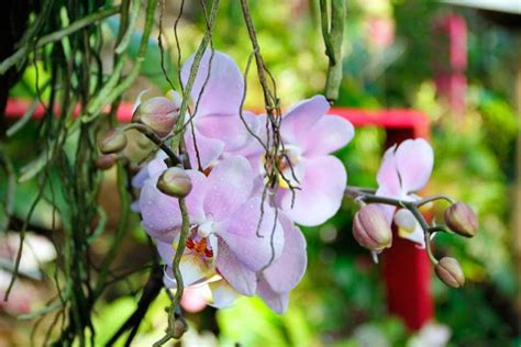 Heute locken beide parks zahlreiche besucher und touristen an. Neue Orchideenschau im Botanischen Garten Rombergpark mit ...