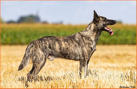 Avec ses astuces, remarques, coups de gueule et autre geekeries. Accueil - Berger Hollandais - Elevage de la Terre des Flandres