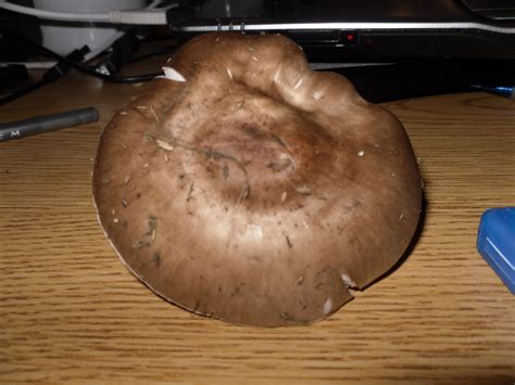 Fungi Collection Specimen 6 Large Brown Capped Gilled Mushroom