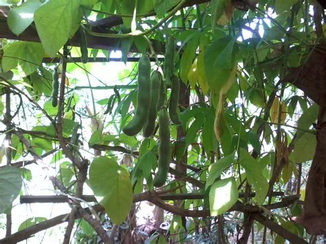 Contextual translation of kacang parang into malay. Apresiasi Seni Seorang Guru: Tanaman Kacang Parang!