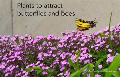 Flowers that attract honey bees and butterflies. Backyard Farming: Plants to attract butterflies and bees
