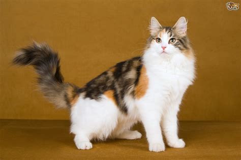 A norwegian forest cat in full coat is a sight to behold. Norwegian Forest Cat Cat Breed Information, Buying Advice ...