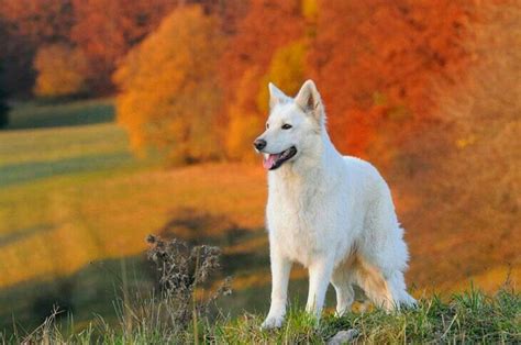 White German Shepherd Weißer Schäferhund Hunde Schäferhunde