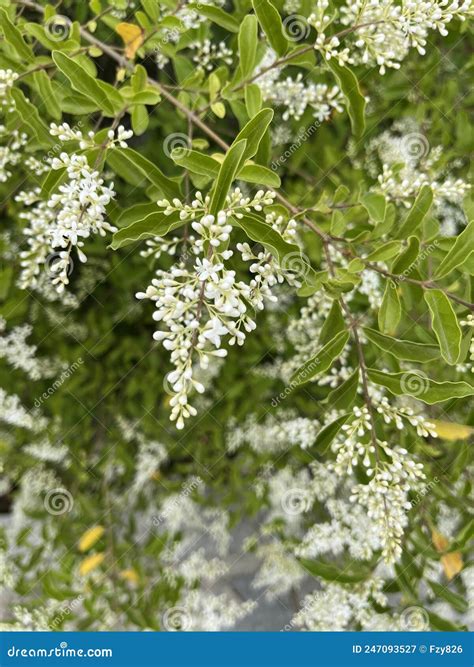 Blooming Ligustrum Flower Stock Image Image Of Belonging 247093527