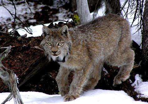 Colorado Parks And Wildlife Lynx