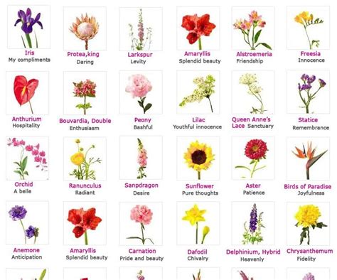 Types Of Flowers And Their Meanings With Pictures 15 Japanese Flower