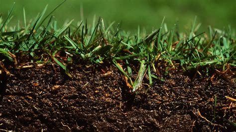 How To Overseed A Lawn A Step By Step Guide To Restoring Your Grass